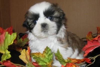  Regalo cuccioli di shitzu
