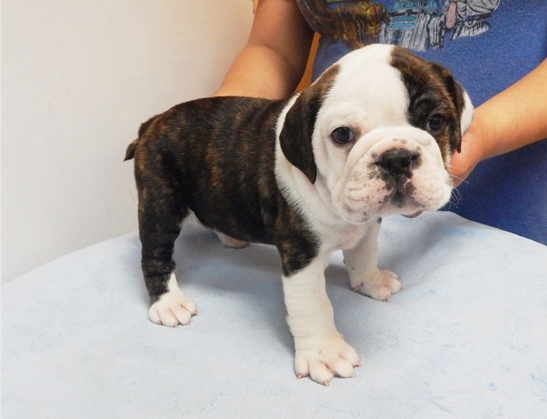  Regalo Bulldog inglese cuccioli disponibili