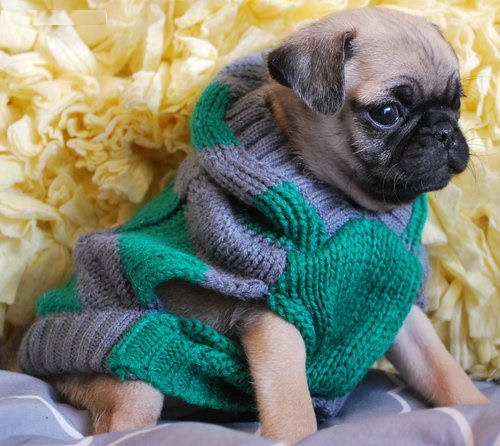  REGALO Cuccioli di Calino