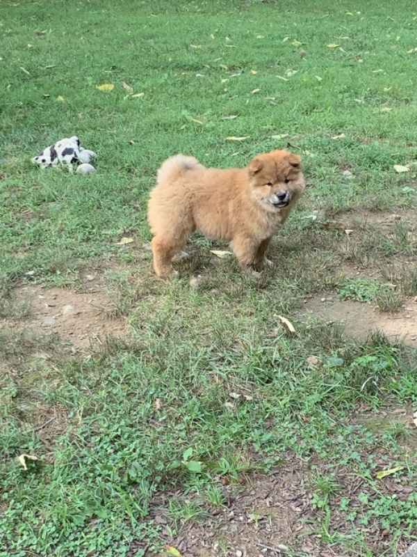 Regalo disponibile maschio chow chow