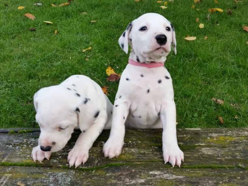  REGALO dalmata cuccioli