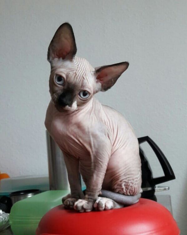  gattini di Sphynx   ( Gratis )