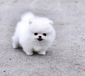 REGALO CUCCIOLI DI VOLPINO POMERANIA CON PEDIGREE Regalo cuccioli di volpino Pomerania con pedigree