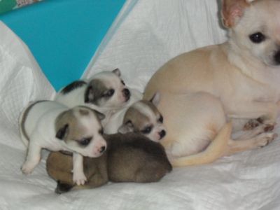 Cuccioli chihuahua