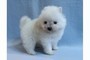 Cuccioli di Volpino di Pomerania !!!!