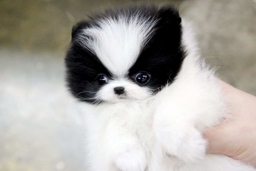  Regalo Volpino Pomerania cuccioli