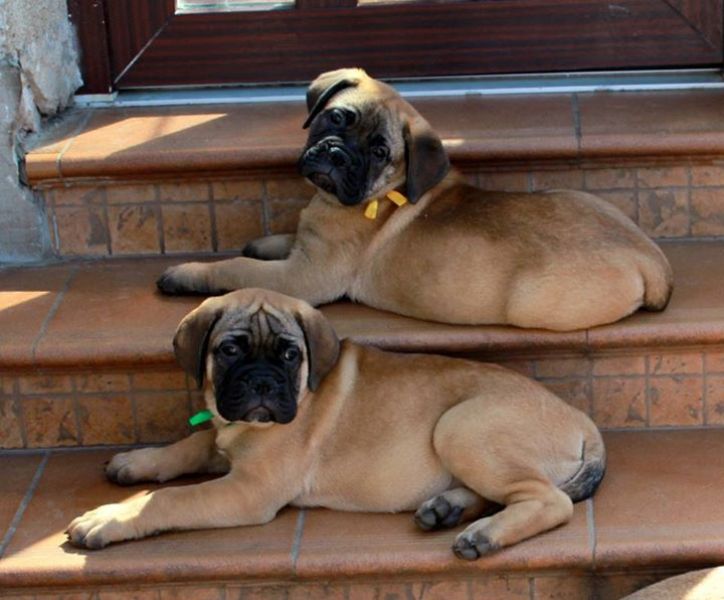   Regalo abbiamo cuccioli di BullMastiff