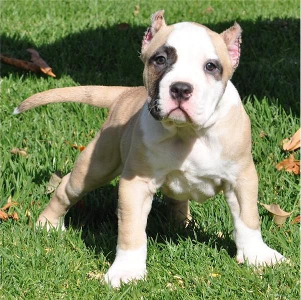  Regalo Cuccioli di Pitbull