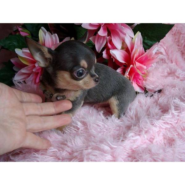   Regalo cuccioli di chihuahua Mini toy