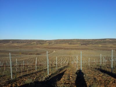 VENDO  ETTARI  127 DI TERRENO AGRICOLO , DI CUI ETTARI 60  PIANTATI A VIGNETO