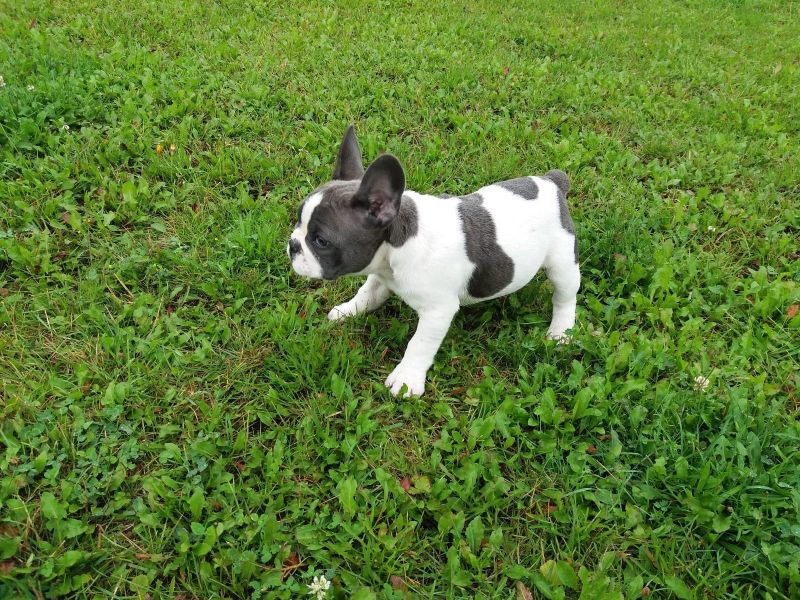 Cuccioli di razza bulldog francese per adozione 