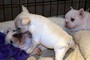 Cuccioli di bouledogue francese con pedigree.  Cuccioli di bouledogue francese con pedigree.