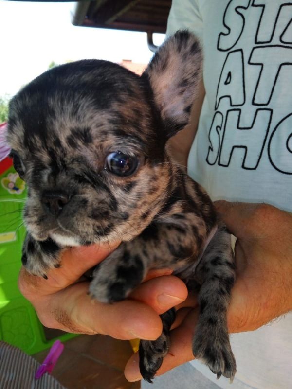 Cuccioli di razza bulldog francese per adozione 