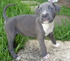 Adorabili cuccioli di bull terrier femminucce e maschietti disponibili per l'adozione cuccioli sono 