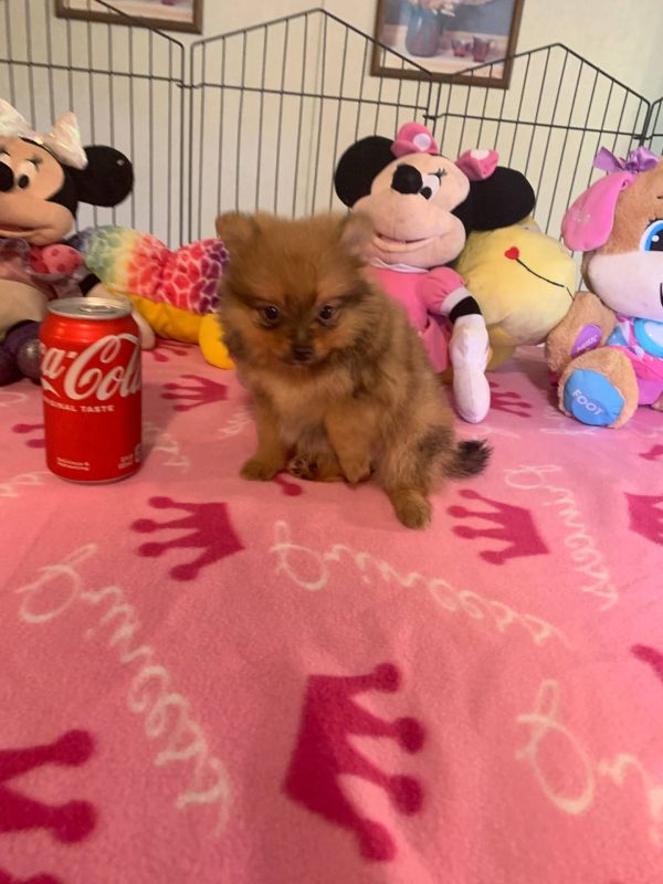 Bellissimi cuccioli di Volpino Pomerania E-MAIL  (marieiris783@gmail.com)