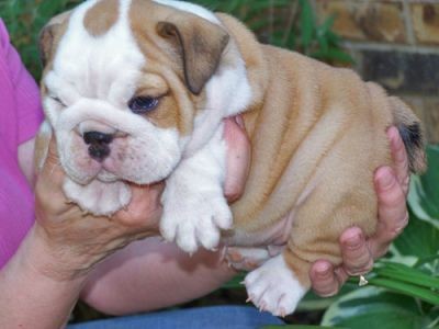 Bulldog inglese pedigree