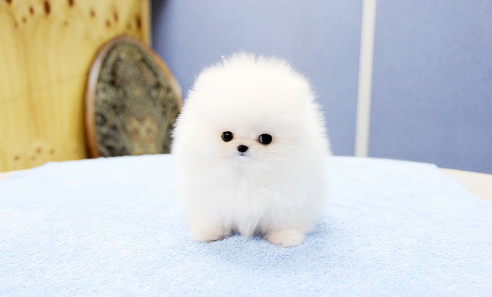 Cuccioli di spitz di Pomerania