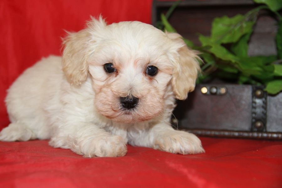  regalo cuccioli di maltese disponibili per l'adozione