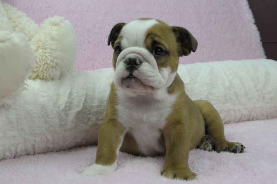 Regalo Bulldog inglese cuccioli disponibili