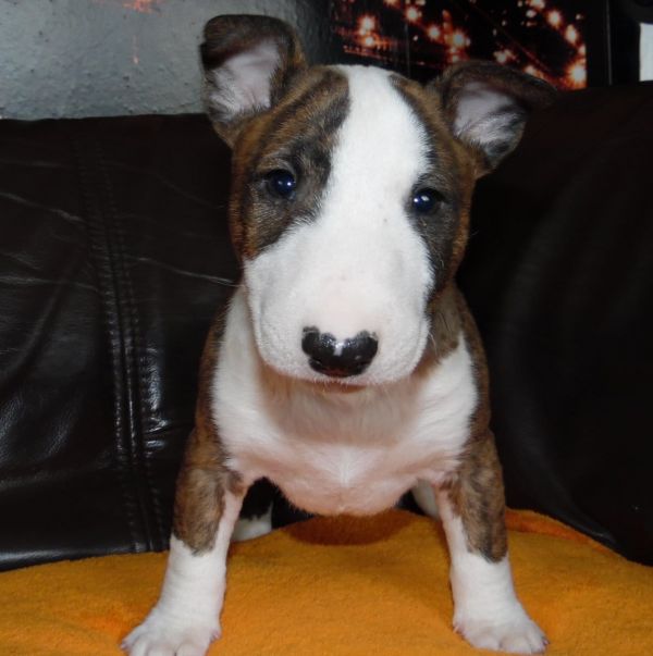 Molto bella e sani cuccioli di bull terrier per adozione maschi e femmine disponibili (gratis)