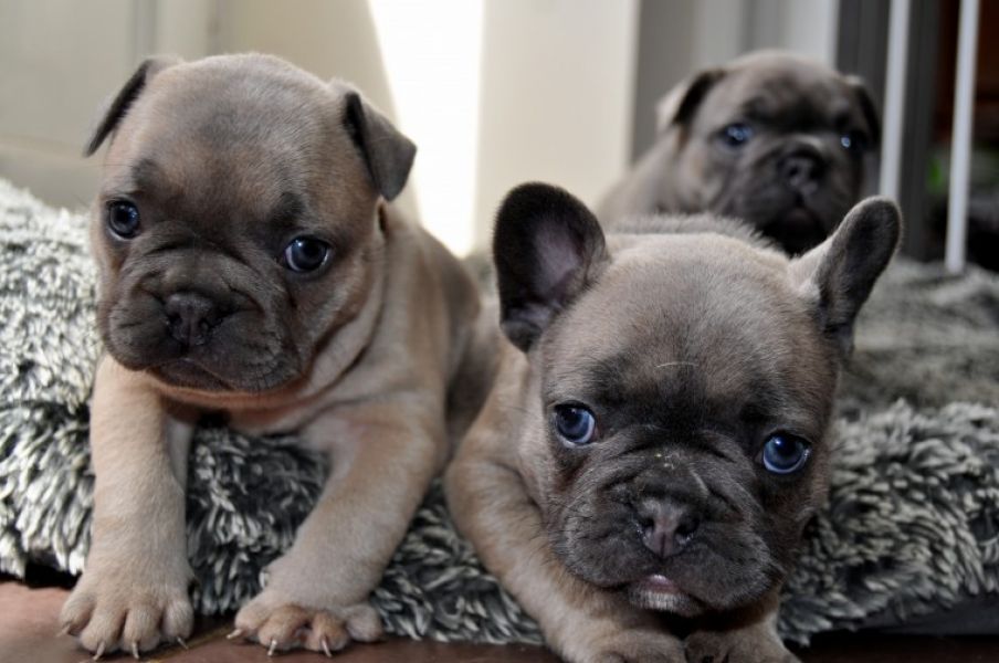 REGALO Cuccioli di Bulldog Francese