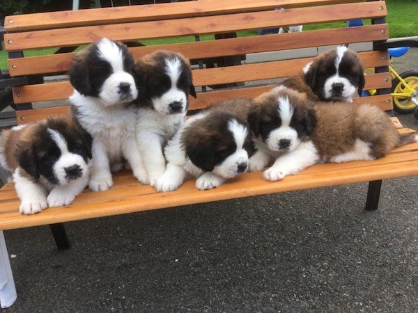  Regalo adorabili cuccioli  san bernardo  femminucce e maschietti disponibili gratuita i cuccioli so