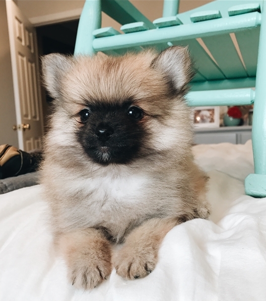 Offriamo ottimi cuccioli di Volpino di Pomerania 2 Maschietti e 1 Femminucce, 