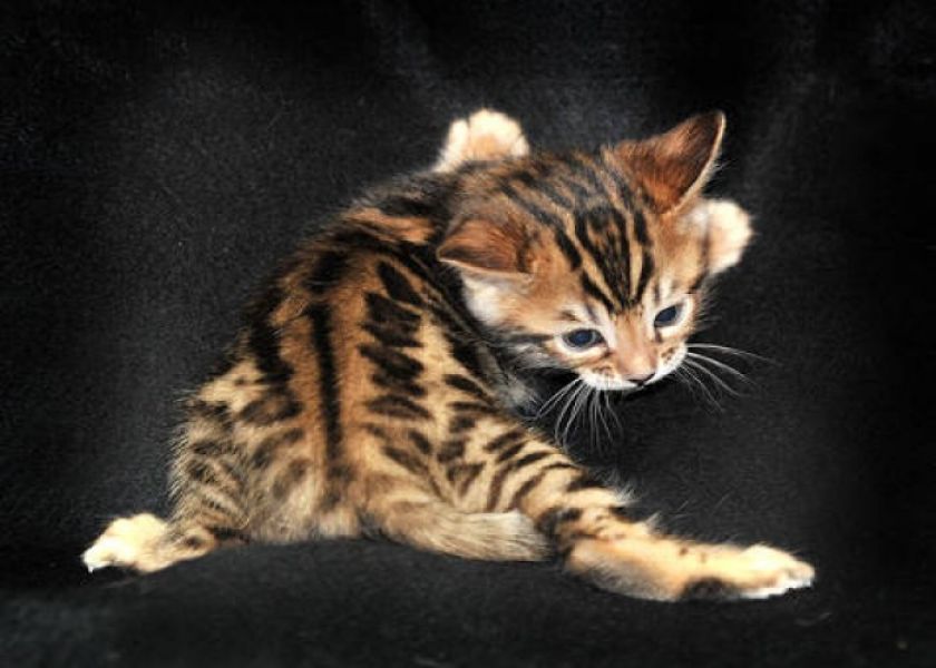  regalo Bengala gattini disponibili per l'adozione