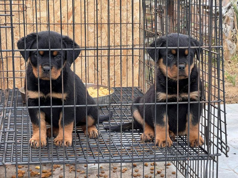 Regalo Splendidi cuccioli di Rottweiler