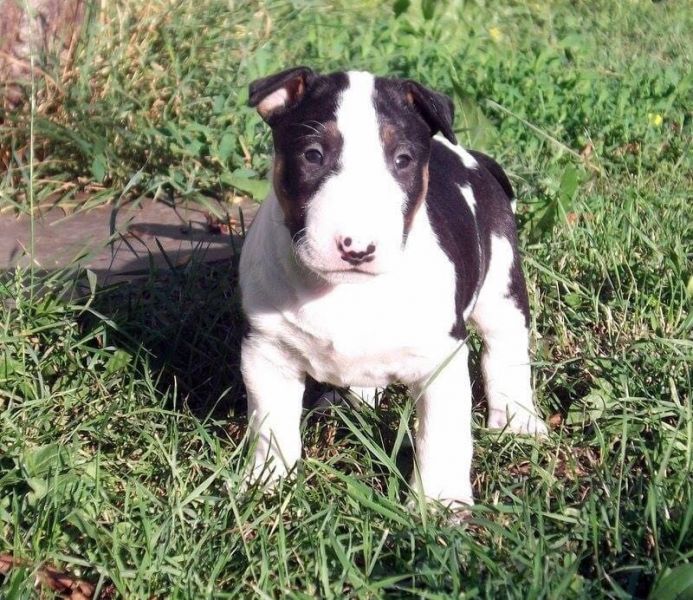 Molto bella e sani cuccioli di miniature bull terrier per adozione maschi e femmine disponibili (gra