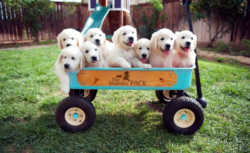 Cuccioli di golden retriever  per adozione ( maschio e femmina )