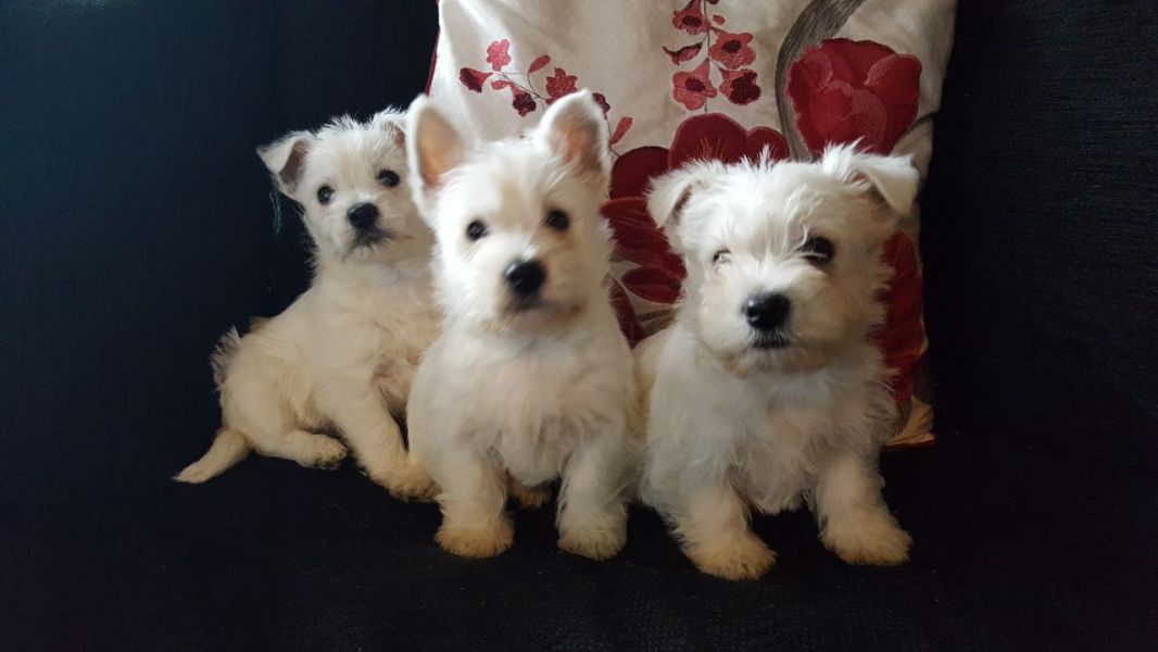 AKC West Highland White Terrier