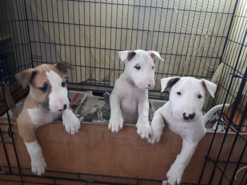 Cuccioli di bull terrier in regalo