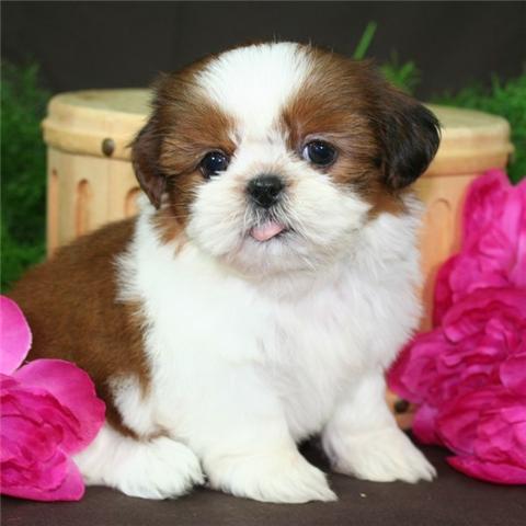 Adorabili cuccioli di shih tzu femminucce e maschietti disponibili per l'adozione 