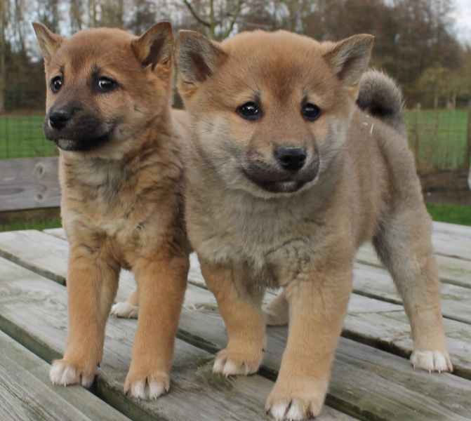 Shiba inu maschi e femmine