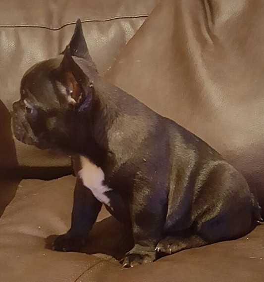 REGALO Cuccioli di Bulldog Francese