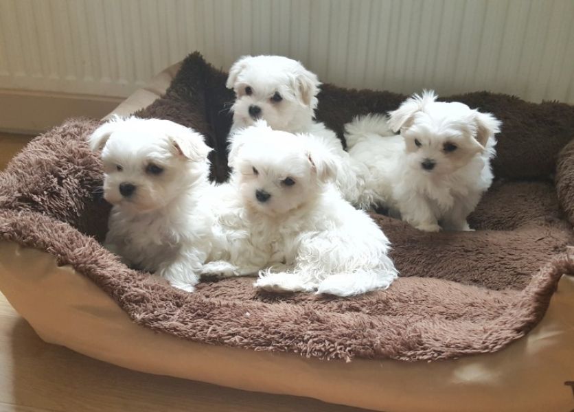 Adorabili maltese cuccioli in regalo