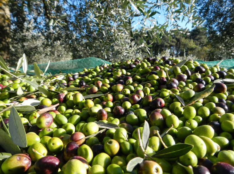 Vendesi olio extravergine di oliva