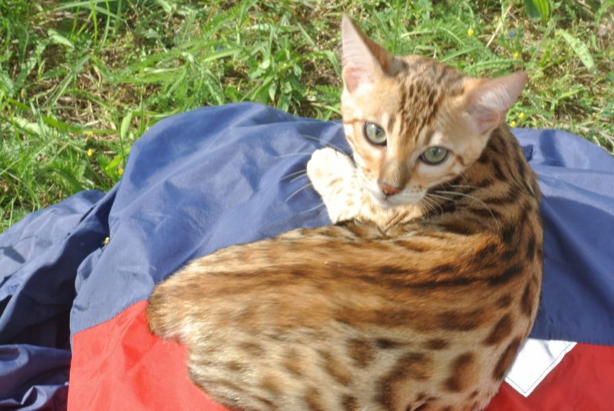 Bella e sani gattini di bengala per adozione 