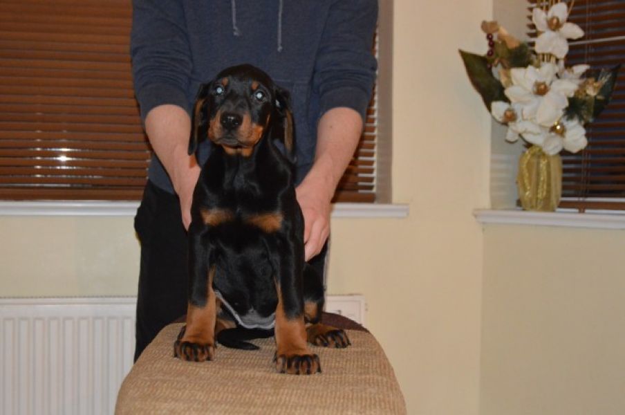 Cuccioli di doberman  per adozione ( maschio e femmina )