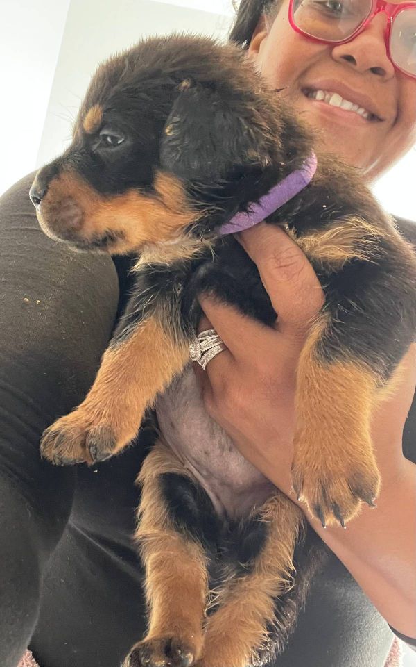  Regalo Splendidi cuccioli di Rottweiler