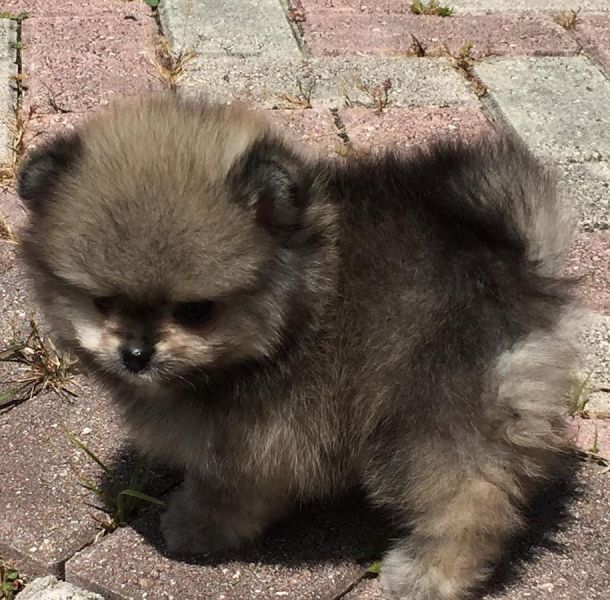 Cucciolo di Volpino Pomerania
