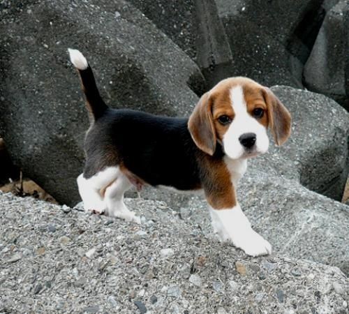 Disponibili splendidi cuccioli di Beagle 