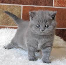 Regalo Cuccioli di Exotic shorthair