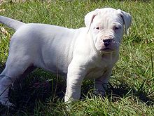 Adorabili cuccioli di Dogo Argentino femminucce e maschietti disponibili per l'adozione