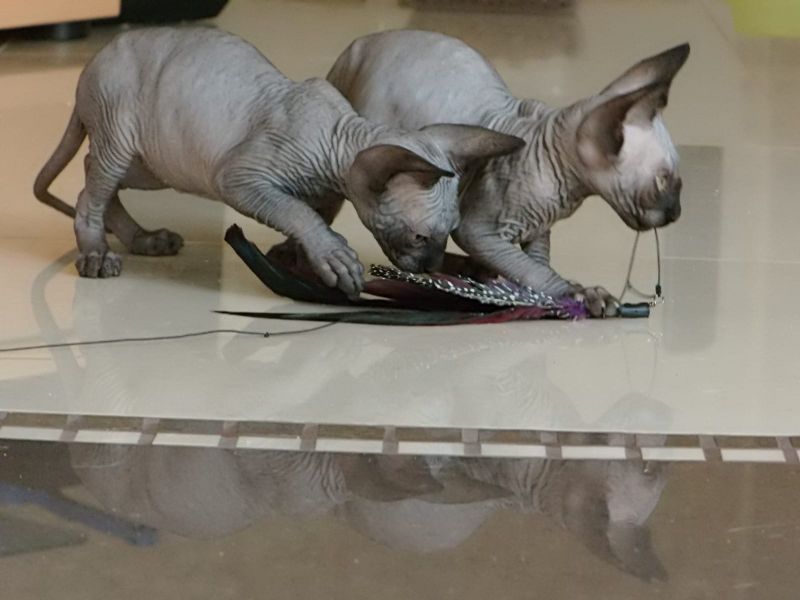 Gattini di Sphynx   ( per regalo )