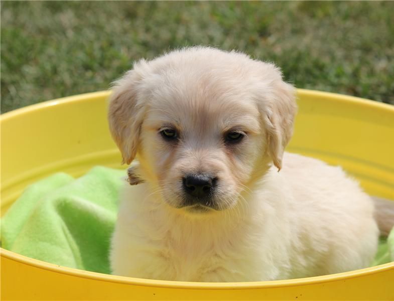 REGALO Golden retriver cuccioli