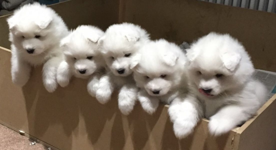  Regalo adorabili cuccioli samoiedo