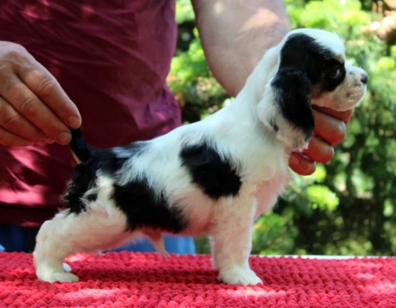  cuccioli di cocker-spaniel   per adozione ( maschio e femmina )