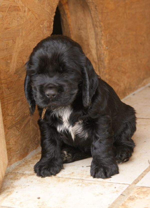  cuccioli di cocker-spaniel   ( per regalo )